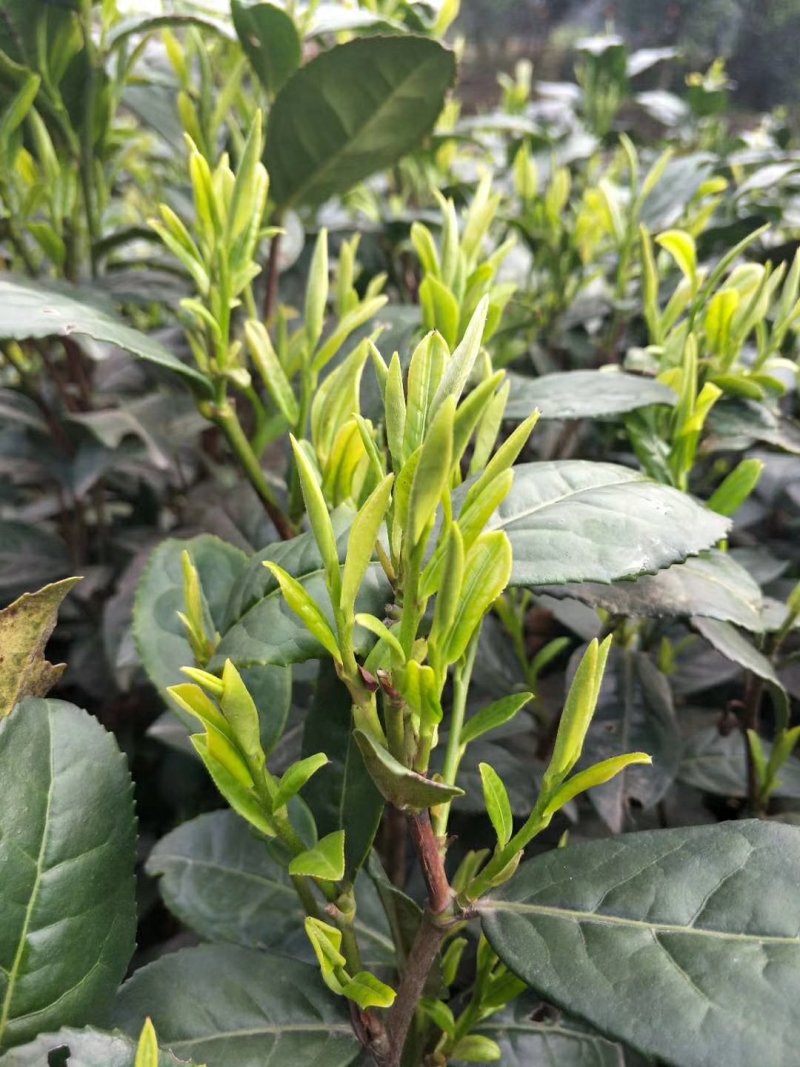 峨眉问春，发芽早的茶树品种，芽头饱满，易采摘