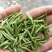 峨眉问春，发芽早的茶树品种，芽头饱满，易采摘