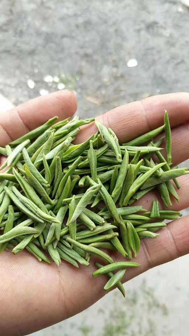 峨眉问春，发芽早的茶树品种，芽头饱满，易采摘