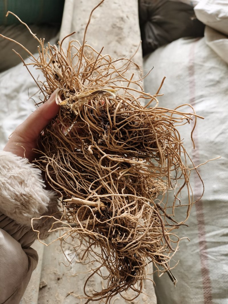 白薇（云南野生白薇品质保证量大从优全国发货）