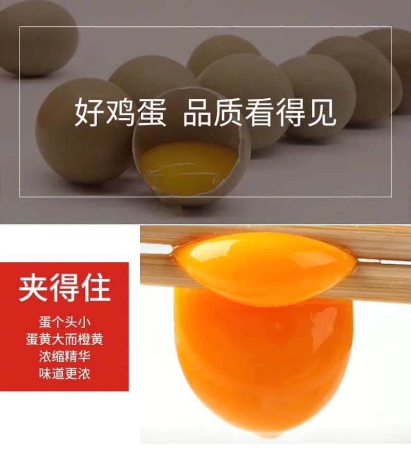 七彩山鸡蛋，七彩雉鸡蛋。