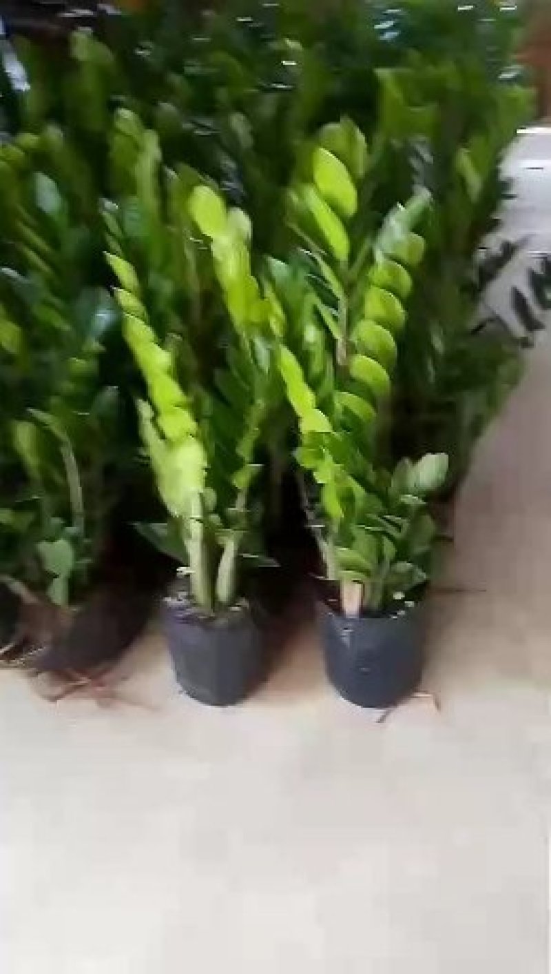 红色竹，带根观音竹金边竹水培植物
