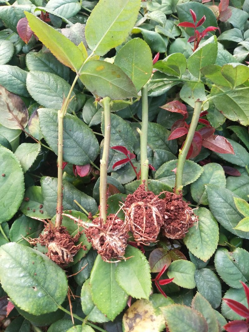 红玫瑰珍爱小苗批发零售基地直供