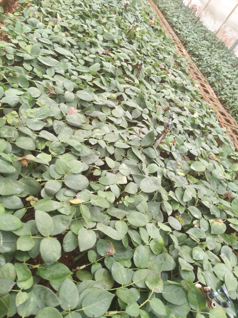 红玫瑰珍爱小苗批发零售基地直供