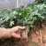 热卖红肉木瓜苗广西大青矮化木瓜树苗盆栽地栽四季当年结果
