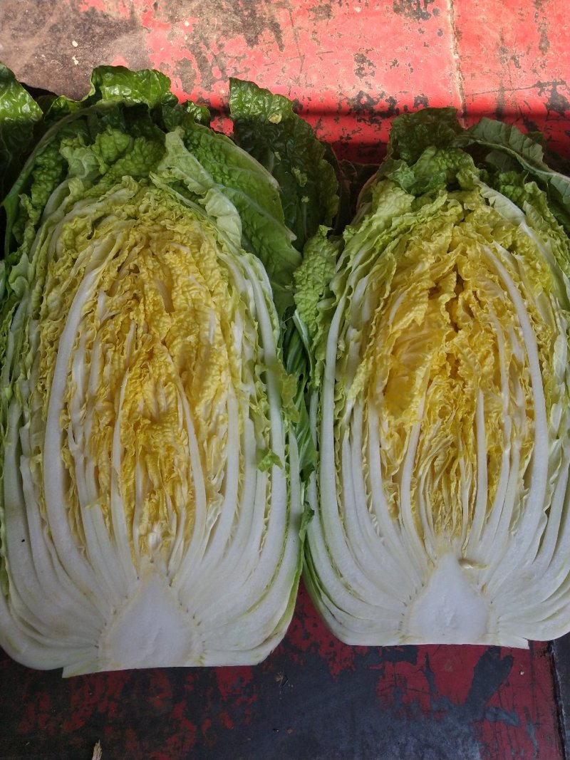 【新鲜白菜】山东精品黄心大白菜全国发货品质保障量大价优