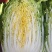 【新鲜白菜】山东精品黄心大白菜全国发货品质保障量大价优