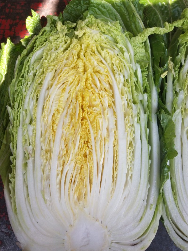 【新鲜白菜】山东精品黄心大白菜全国发货品质保障量大价优