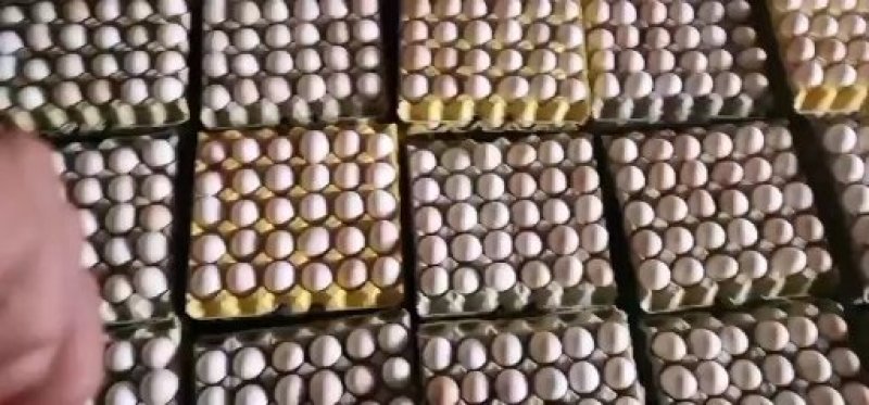 精品农三，大午金凤土鸡蛋你值得拥有