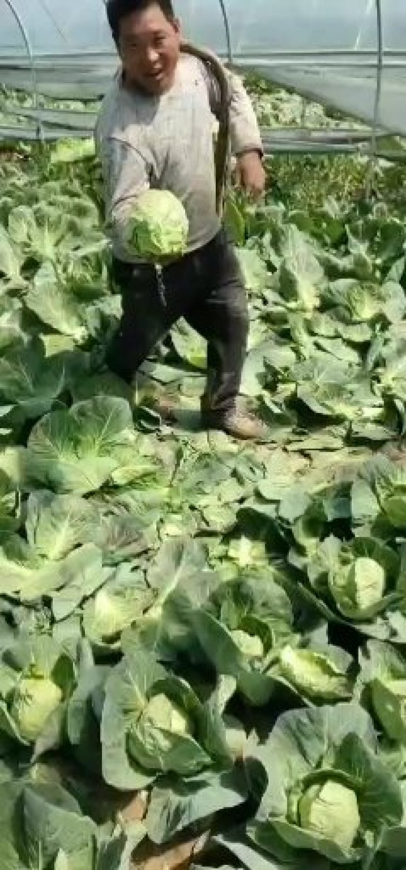 邯郸永年县，甘蓝精品，万亩基地质量保证，超市，加工厂直供