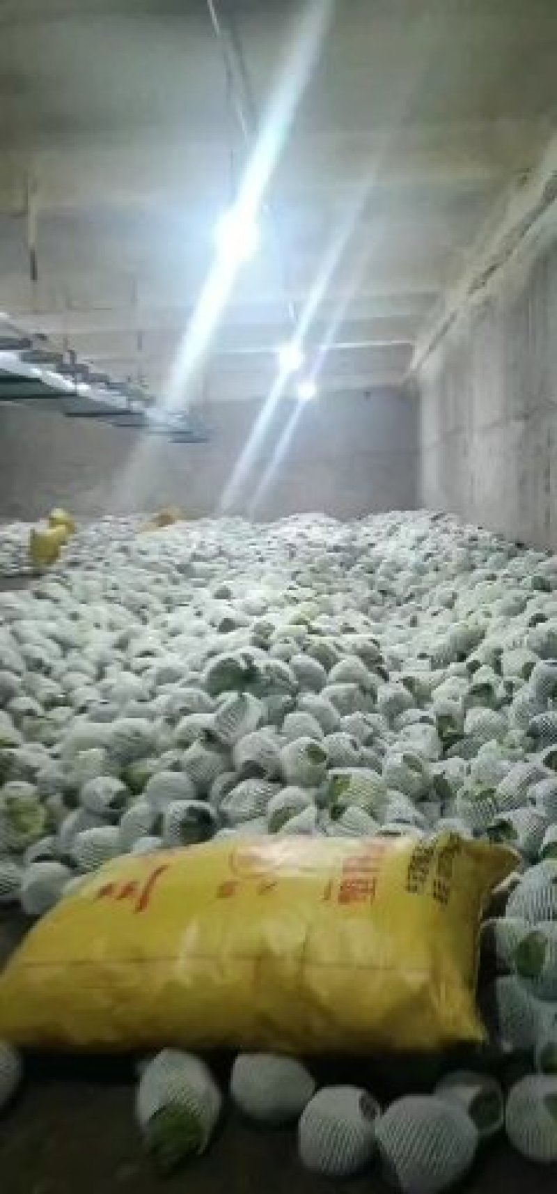 精品兰州货各种蔬菜实力代办，欢迎全国老板咨询。