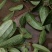 土茯苓