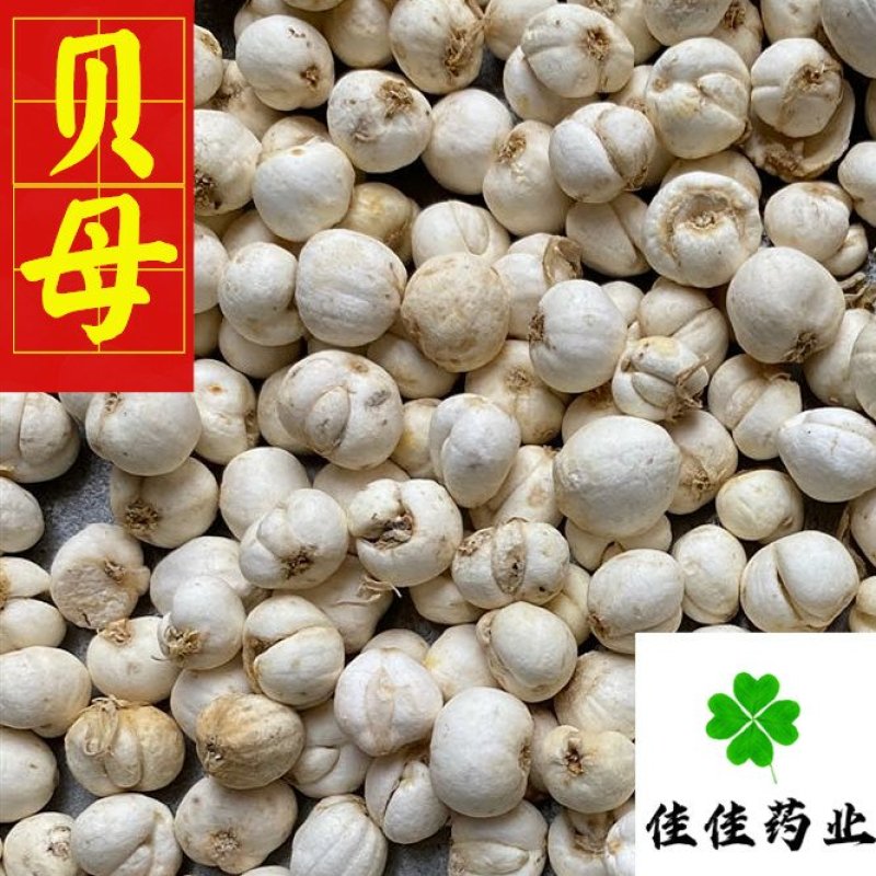 贝母伊贝母选装豆贝母圆球状0.8-1.2实物图