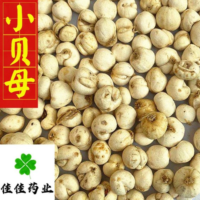贝母伊贝母选装豆贝母圆球状0.8-1.2实物图