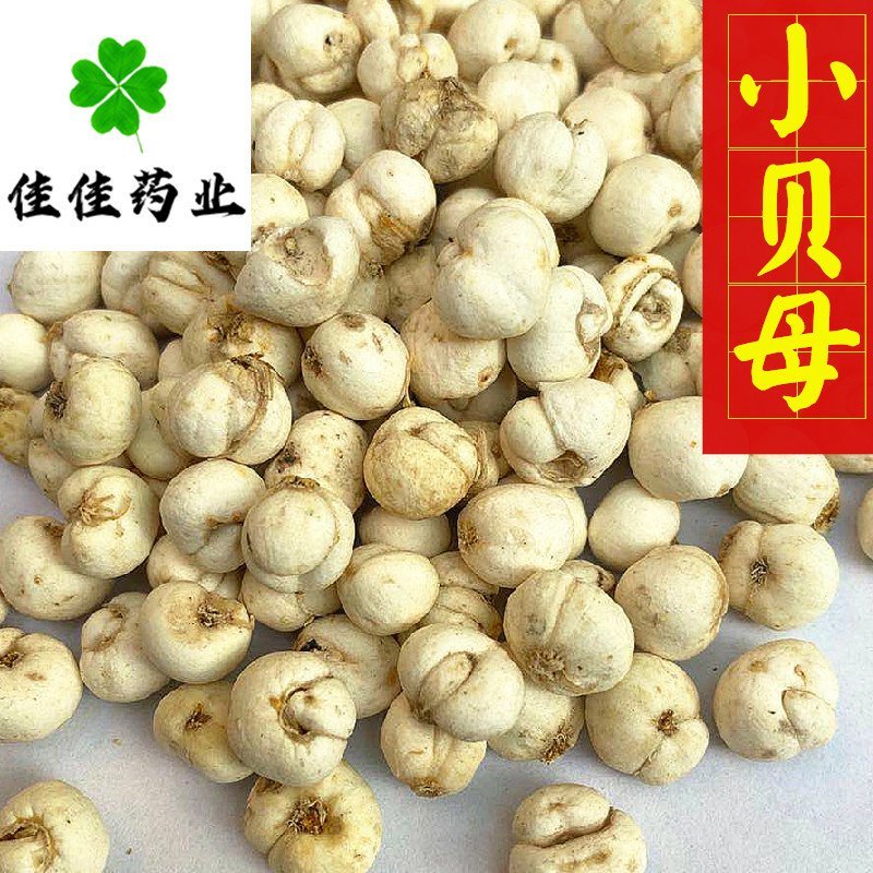 贝母伊贝母选装豆贝母圆球状0.8-1.2实物图