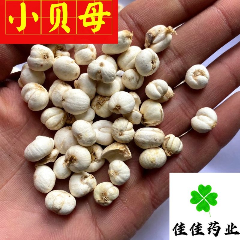 贝母伊贝母选装豆贝母圆球状0.8-1.2实物图