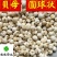 贝母伊贝母选装豆贝母圆球状0.8-1.2实物图