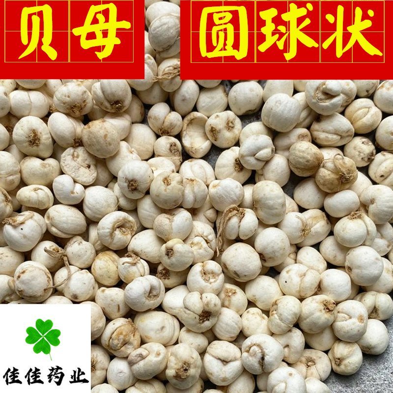 贝母伊贝母选装豆贝母圆球状0.8-1.2实物图