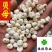 贝母伊贝母选装豆贝母圆球状0.8-1.2实物图
