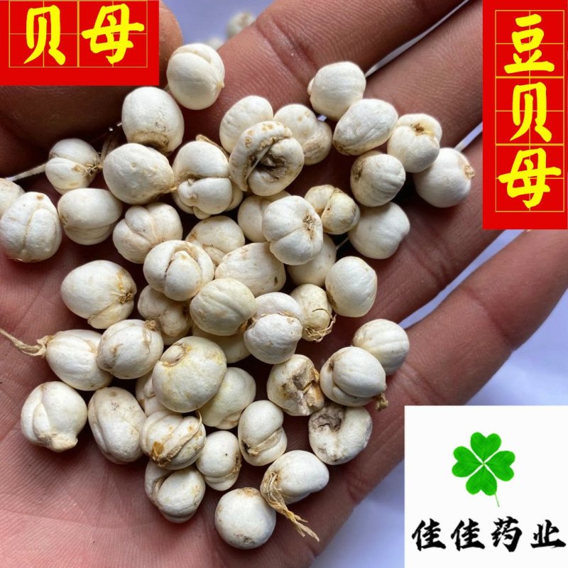 贝母伊贝母选装豆贝母圆球状0.8-1.2实物图