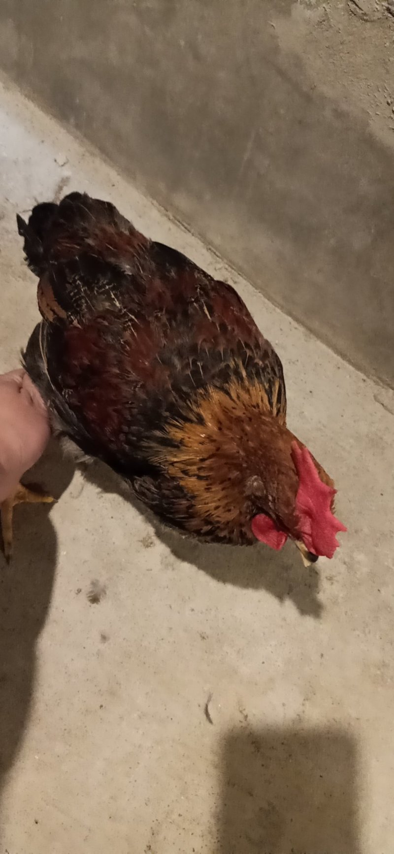 鸡中精品苗，清远麻给鸡苗，麻2，公苗，