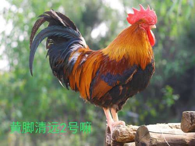 鸡中精品苗，清远麻给鸡苗，麻2，公苗，