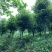 自家桂花基地处理一批八月桂