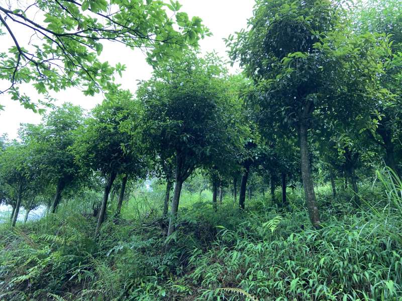 自家桂花基地处理一批八月桂