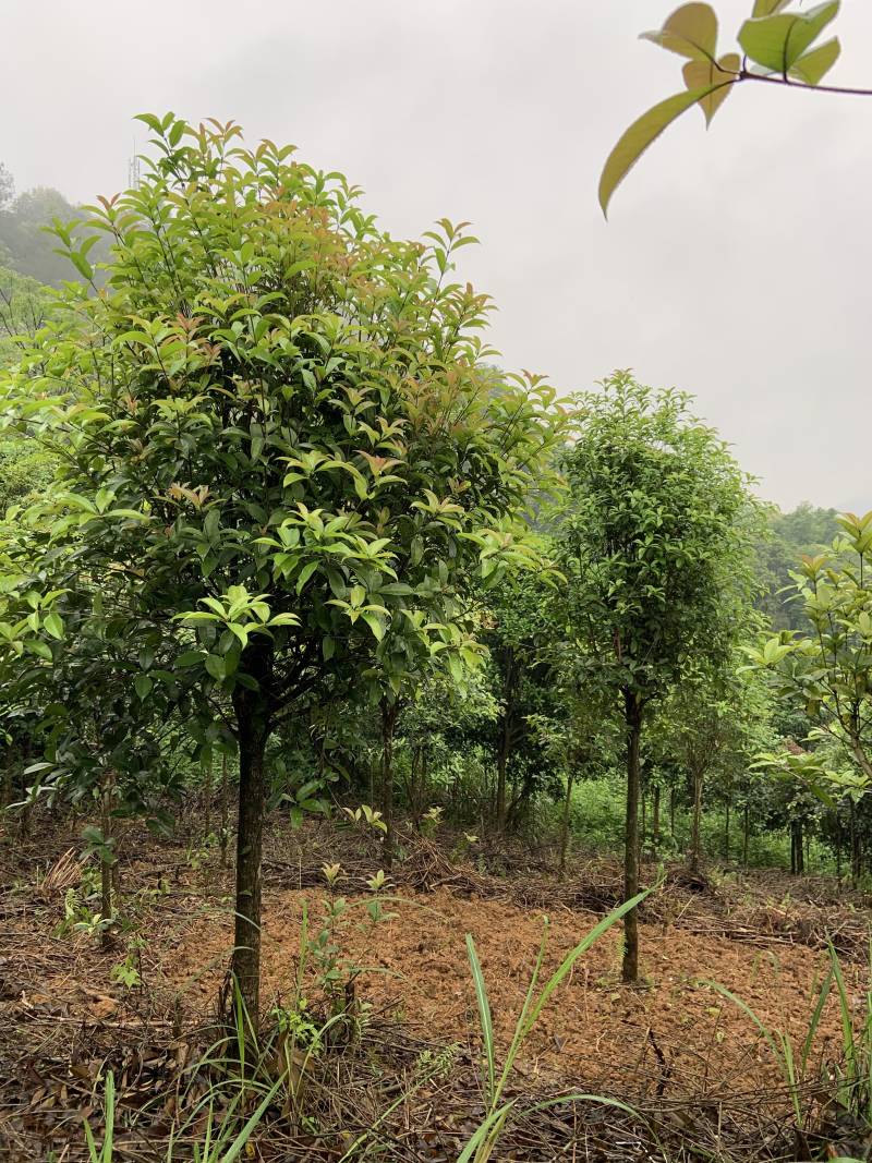自家桂花基地处理一批八月桂