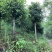 自家桂花基地处理一批八月桂