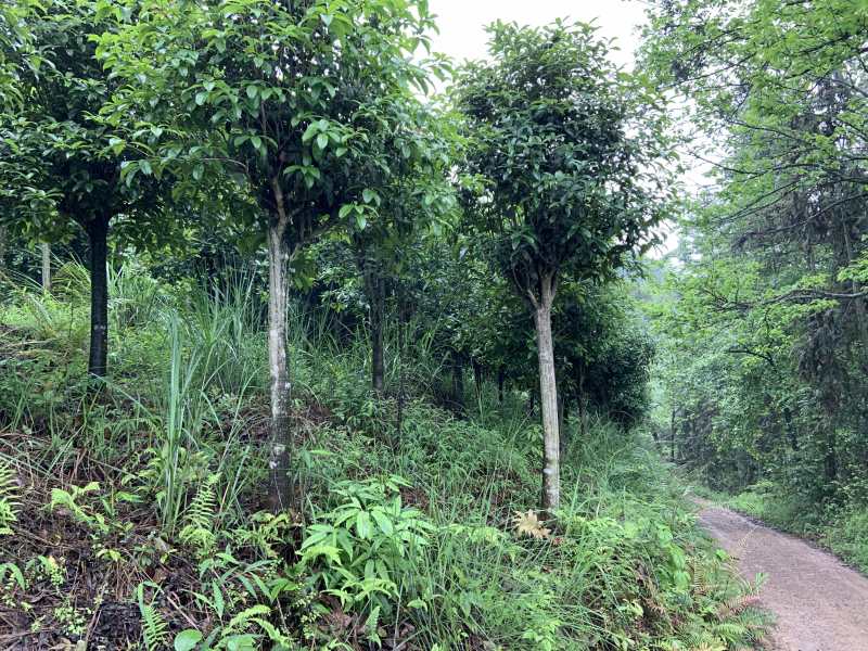 自家桂花基地处理一批八月桂