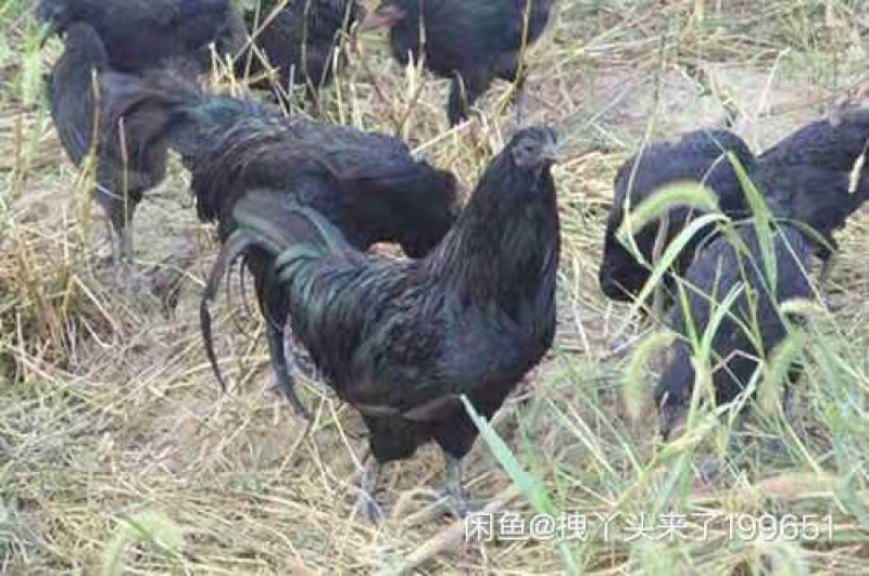 纯种五黑鸡苗黑鸡苗孵化场直发，包技术包防疫成活