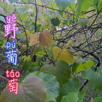 贵州毕节古夜郎大山野生药材野葡萄根藤茎野生下单现采