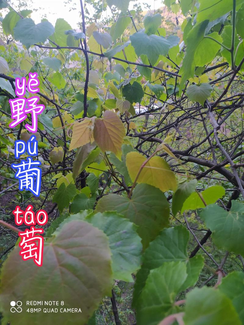 贵州毕节古夜郎大山野生药材野葡萄根藤茎野生下单现采