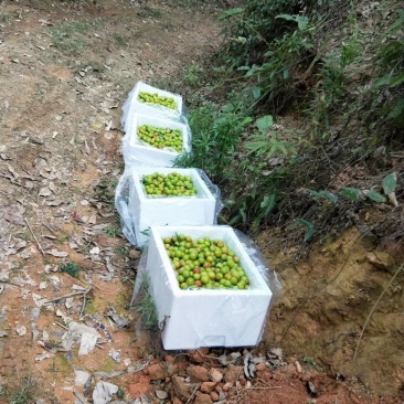 李子，产地直销，大量上市，一件代发，代办。
