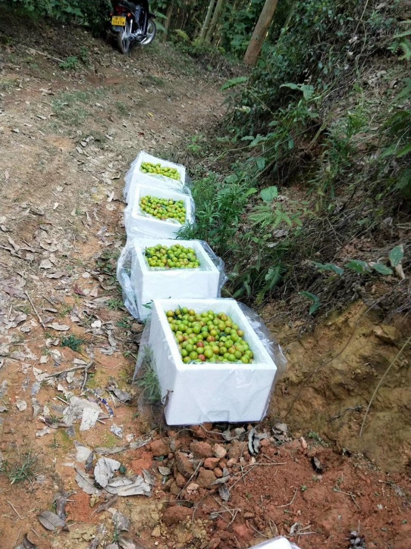 李子，产地直销，大量上市，一件代发，代办。