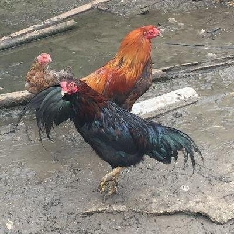 正宗黑鸡苗，黑土鸡苗批发包打防疫苗包成活率包技术