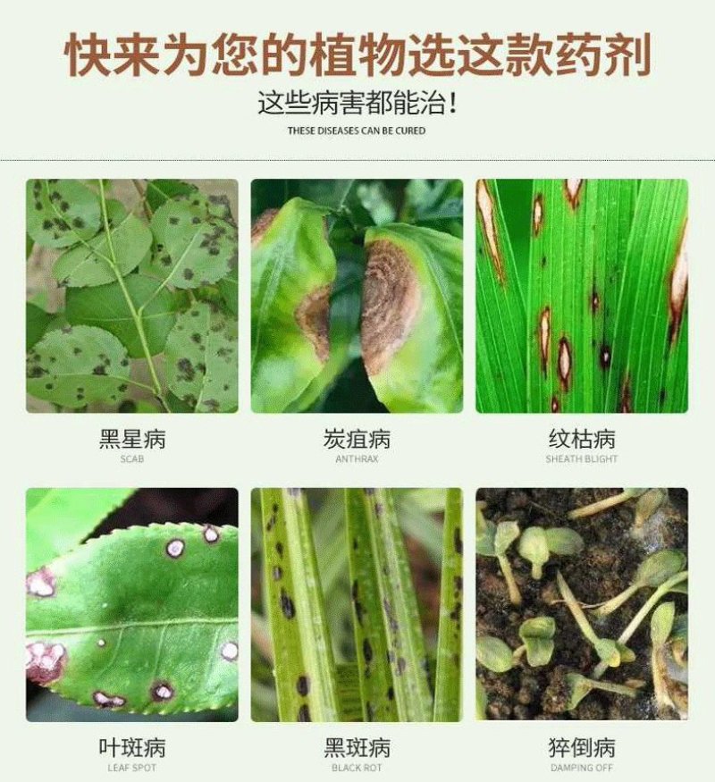 恶霉灵杀菌剂防治土传病害根腐病青枯病枯萎立枯病土壤消毒