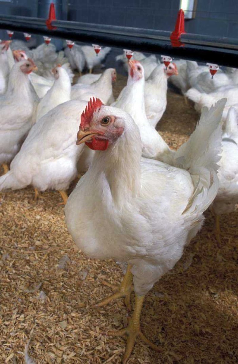 肉鸡苗817肉鸡苗白鸡苗包运输成活包疫苗，提供技术