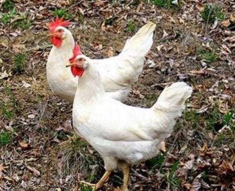 肉鸡苗817肉鸡苗白鸡苗包运输成活包疫苗，提供技术