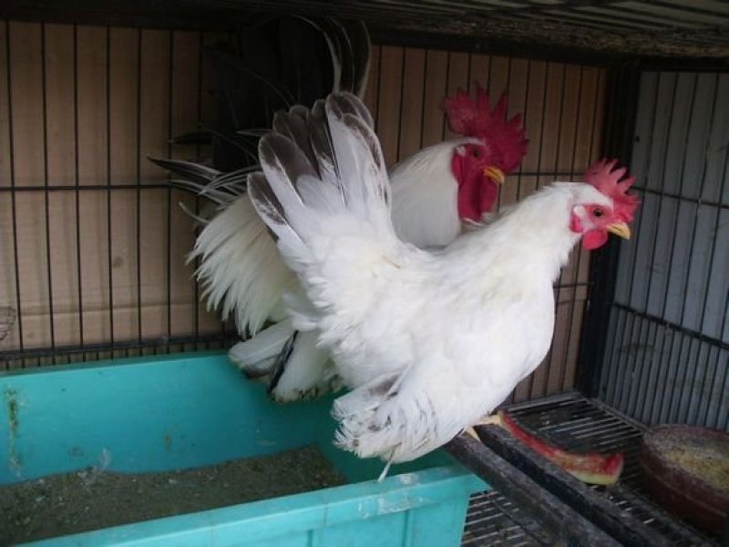 肉鸡苗817肉鸡苗白鸡苗包运输成活包疫苗，提供技术