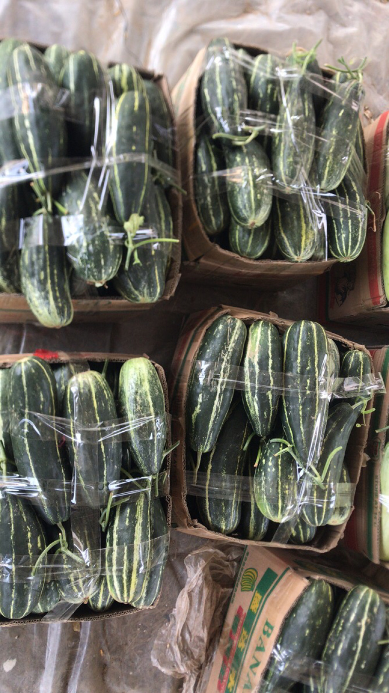 精品博洋9号大量上市‼️产地直销品质保证‼️