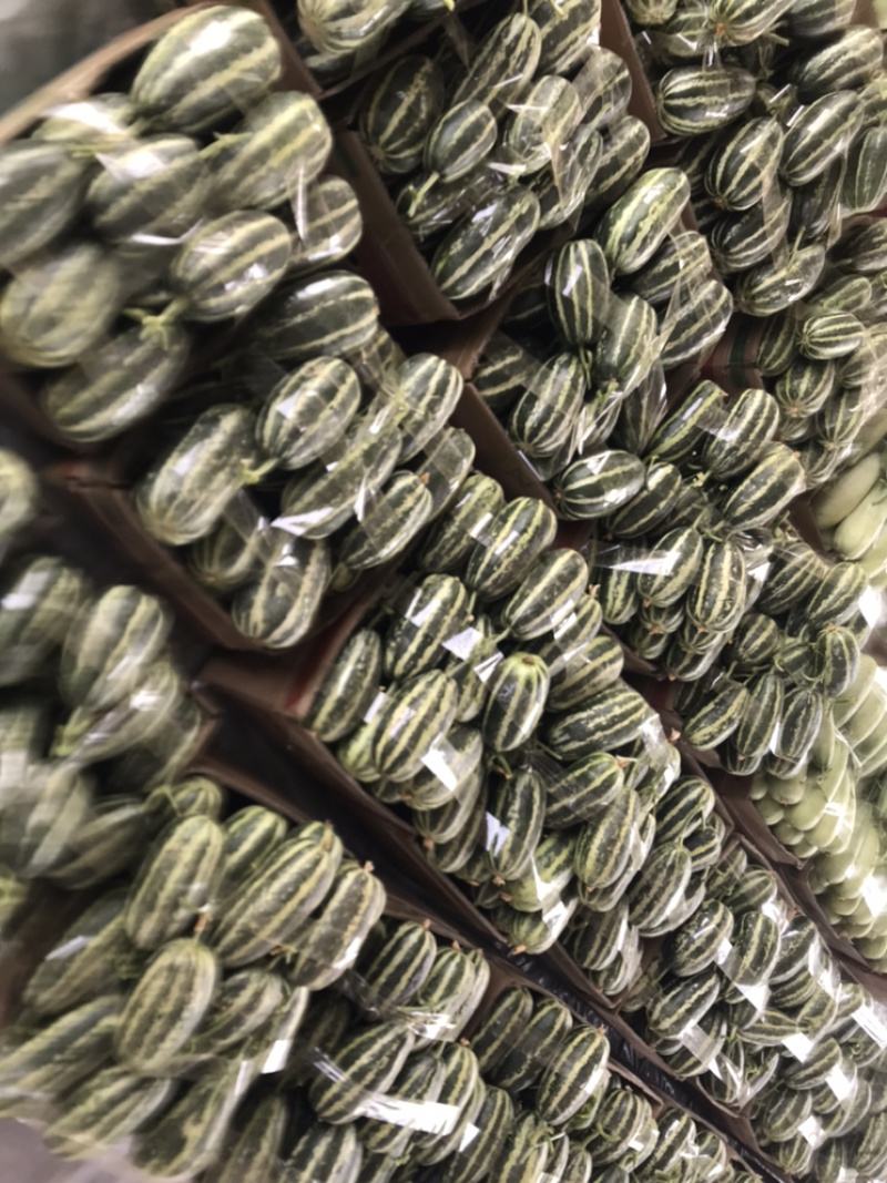 精品博洋9号大量上市‼️产地直销品质保证‼️