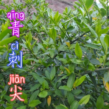 贵州毕节古夜郎野生扁核木打枪果蕤核梅花刺青刺尖