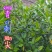 贵州毕节古夜郎野生扁核木打枪果蕤核梅花刺青刺尖