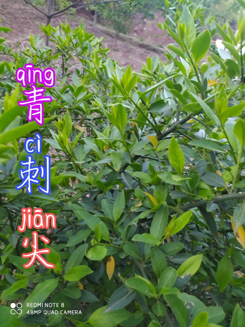 贵州毕节古夜郎野生扁核木打枪果蕤核梅花刺青刺尖