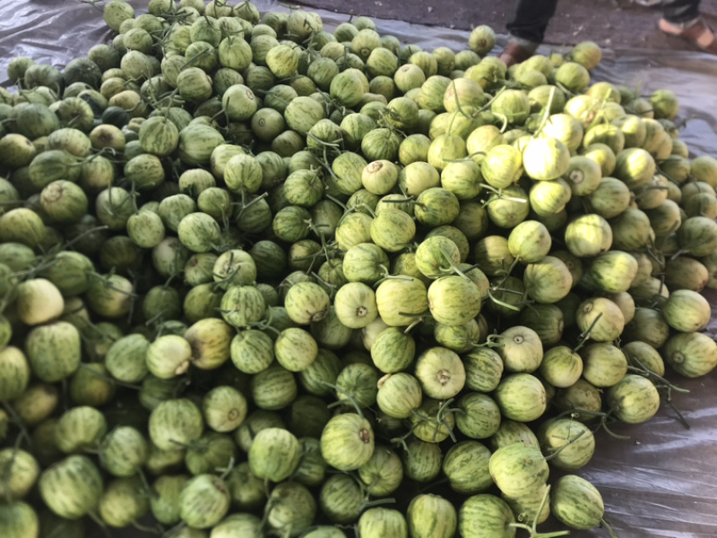 ‼️精品头茬博洋55火爆热销中‼️