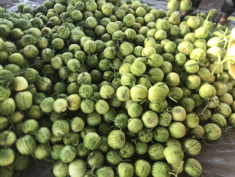 ‼️精品头茬博洋55火爆热销中‼️