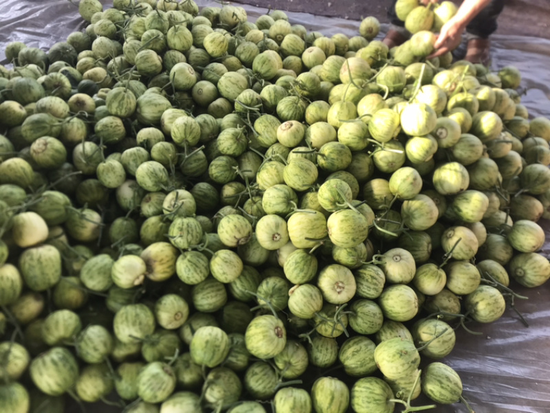 ‼️精品头茬博洋55火爆热销中‼️