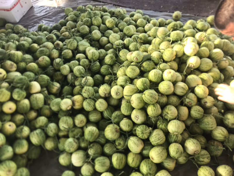 ‼️精品头茬博洋55火爆热销中‼️